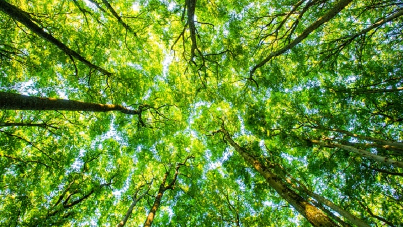 Treetops seen from the forest floor in Norway